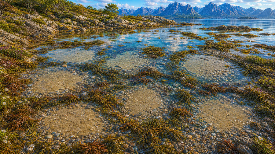 Små fjæreskatter ligger gjemt mellom steiner, tang og skjell.
